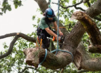 The Woodcutter Job in the UK